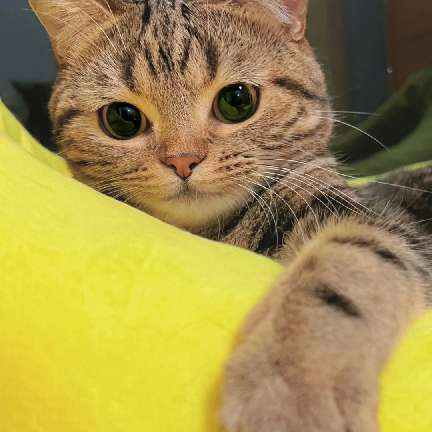 猫图片|宠物猫|猫咪|