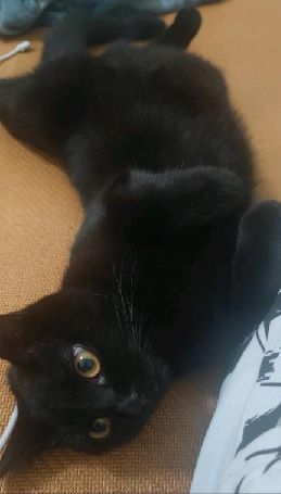 猫图片|宠物猫|猫咪|