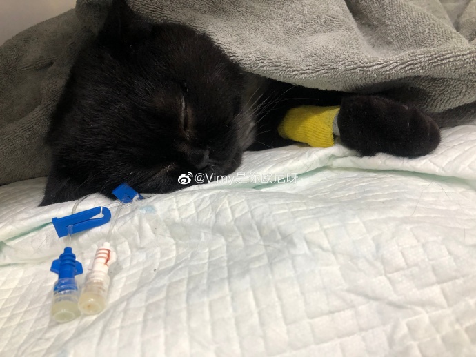 猫图片|宠物猫|猫咪|