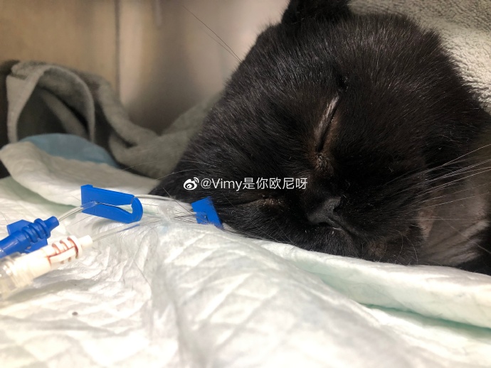 猫图片|宠物猫|猫咪|