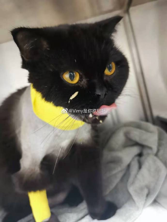 猫图片|宠物猫|猫咪|