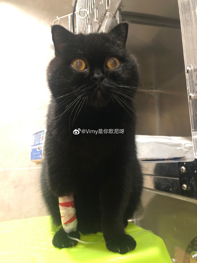 猫图片|宠物猫|猫咪|