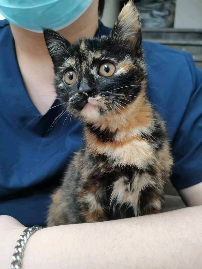 猫图片|宠物猫|猫咪|