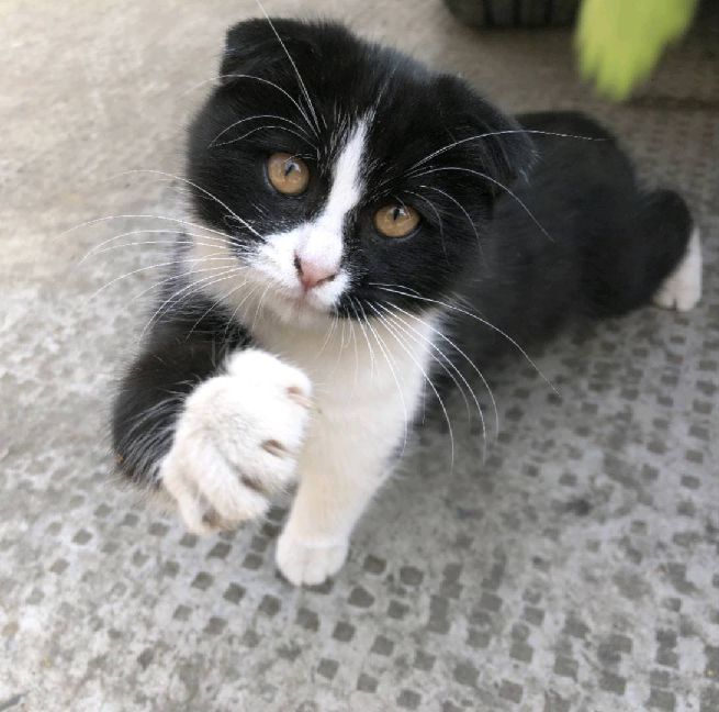 猫图片|宠物猫|猫咪|