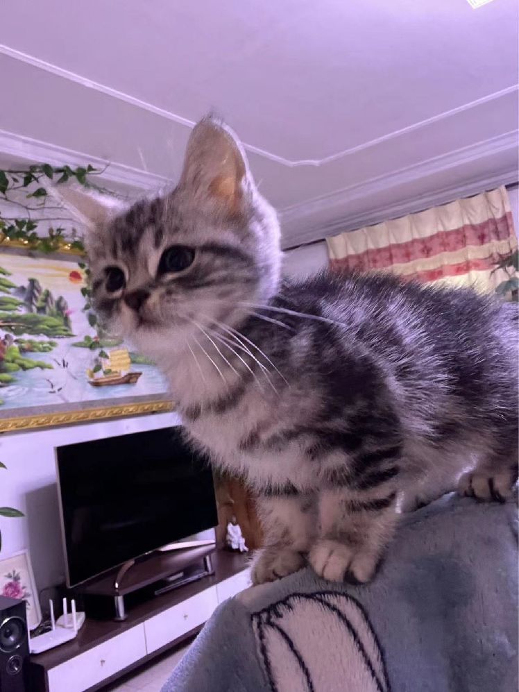 猫图片|宠物猫|猫咪|