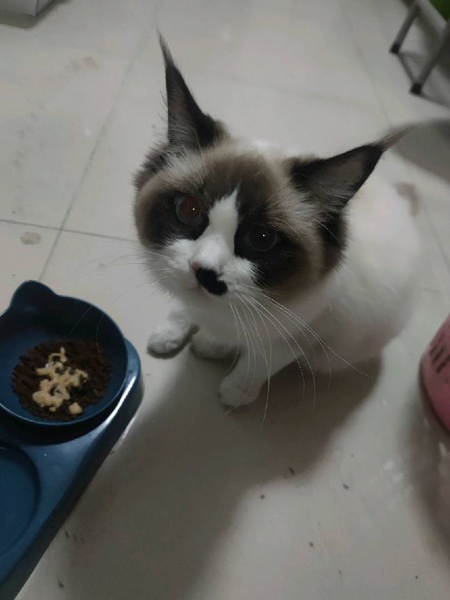 猫图片|宠物猫|猫咪|