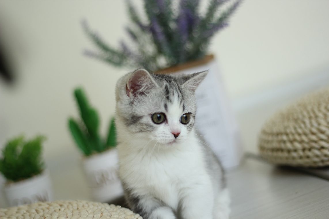 猫图片|宠物猫|猫咪|