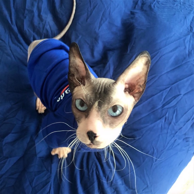 猫图片|宠物猫|猫咪|