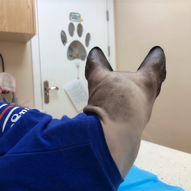 猫图片|宠物猫|猫咪|