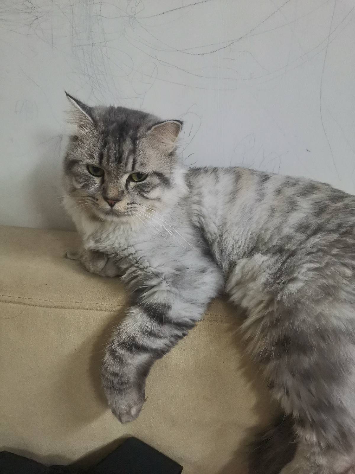 猫图片|宠物猫|猫咪|