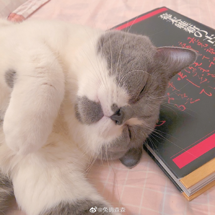 猫图片|宠物猫|猫咪|