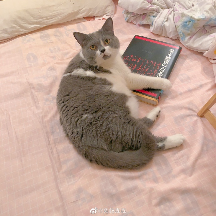 猫图片|宠物猫|猫咪|