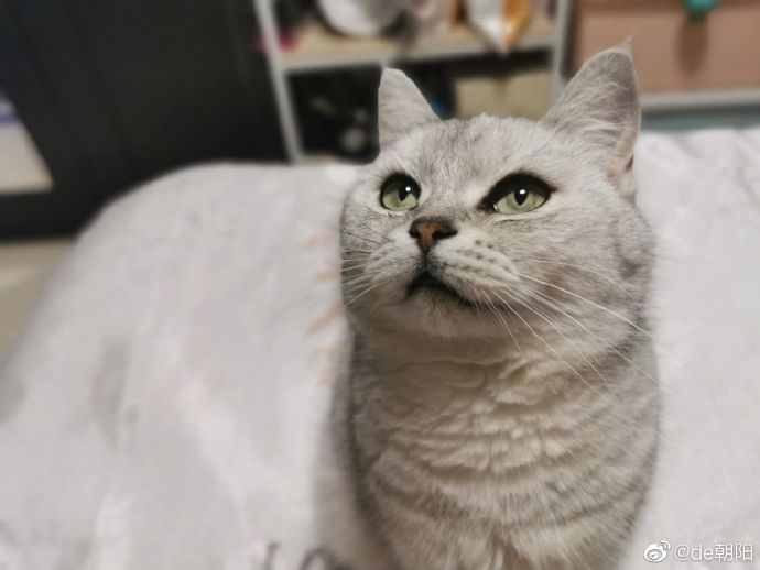 猫图片|宠物猫|猫咪|