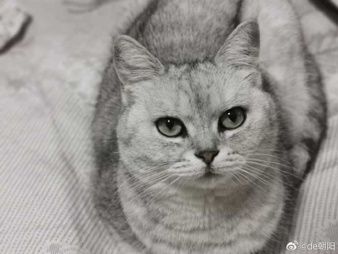 猫图片|宠物猫|猫咪|