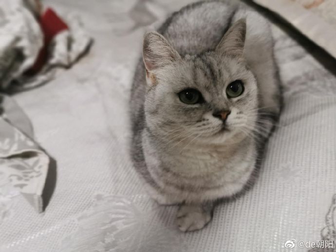 猫图片|宠物猫|猫咪|