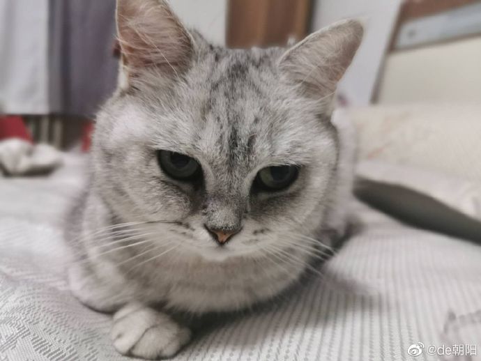 猫图片|宠物猫|猫咪|