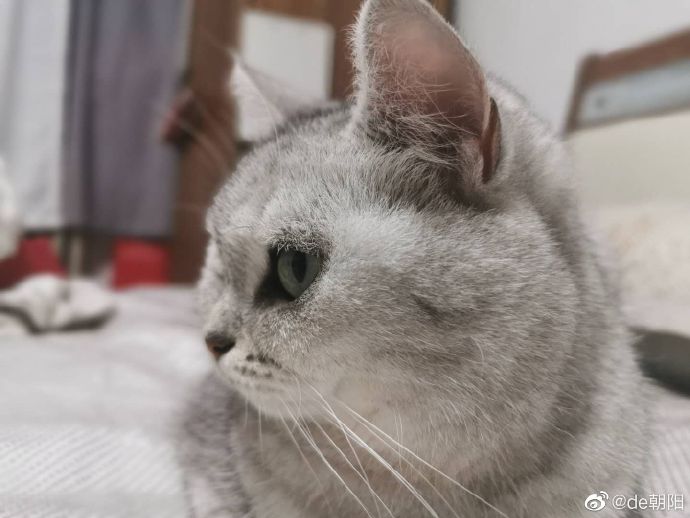 猫图片|宠物猫|猫咪|