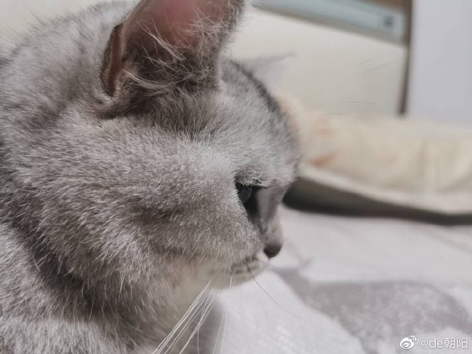 猫图片|宠物猫|猫咪|