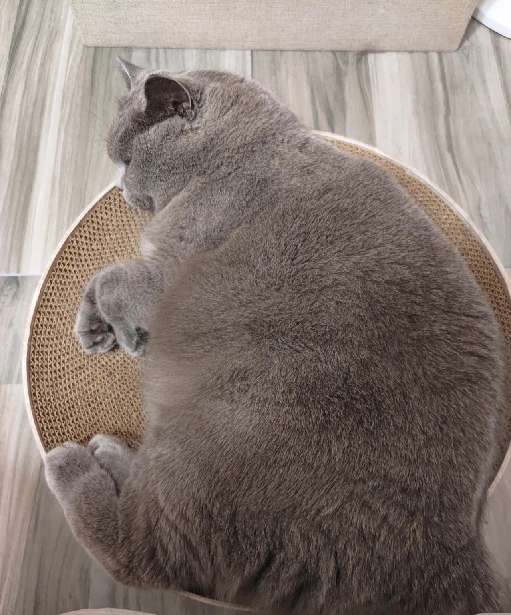 猫图片|宠物猫|猫咪|