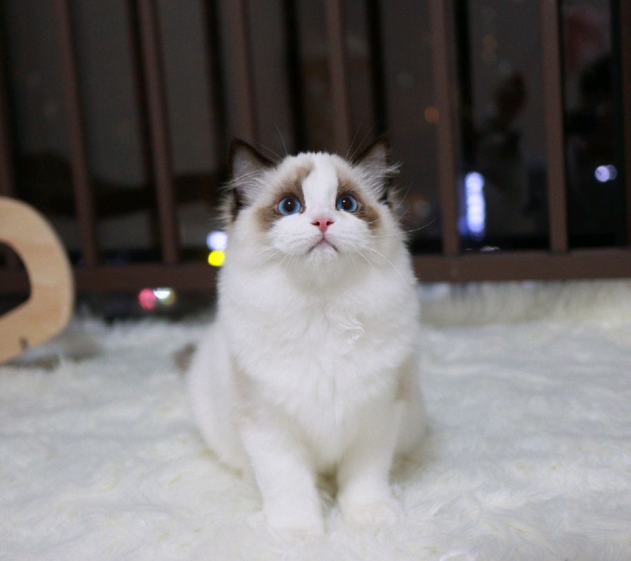 猫图片|宠物猫|猫咪|