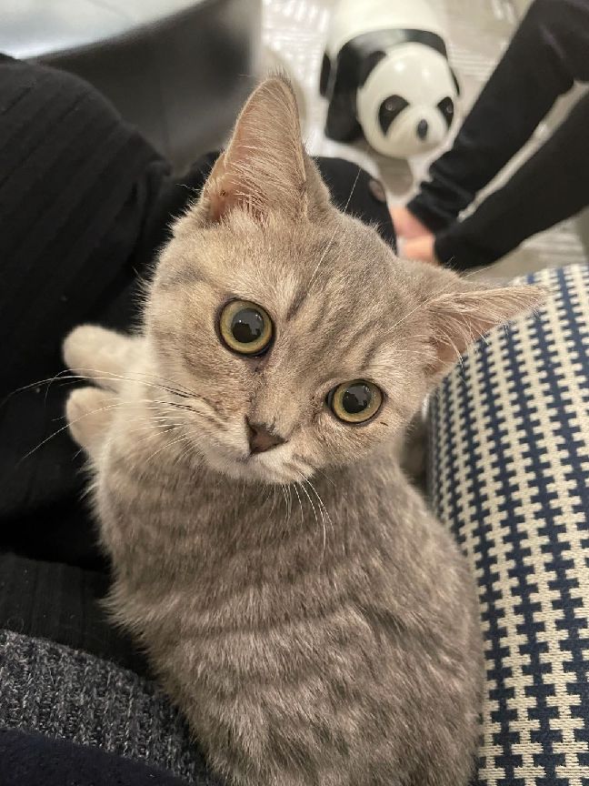 猫图片|宠物猫|猫咪|