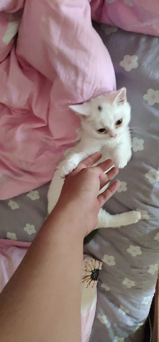 猫图片|宠物猫|猫咪|