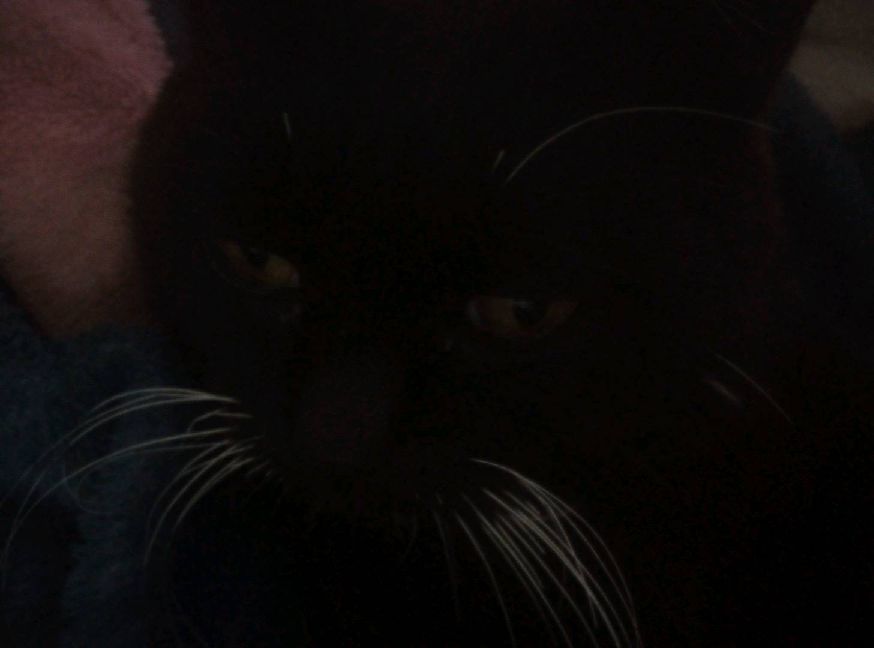 猫图片|宠物猫|猫咪|