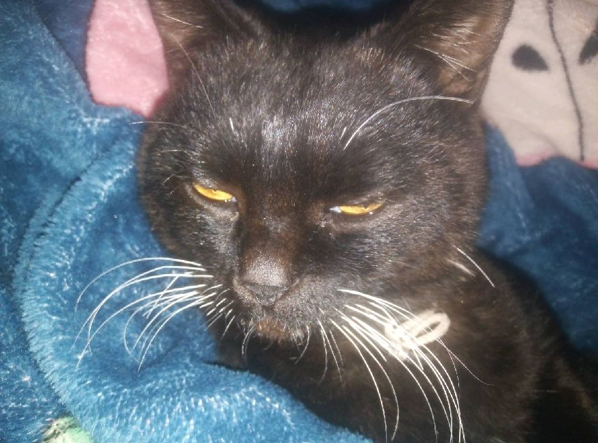 猫图片|宠物猫|猫咪|