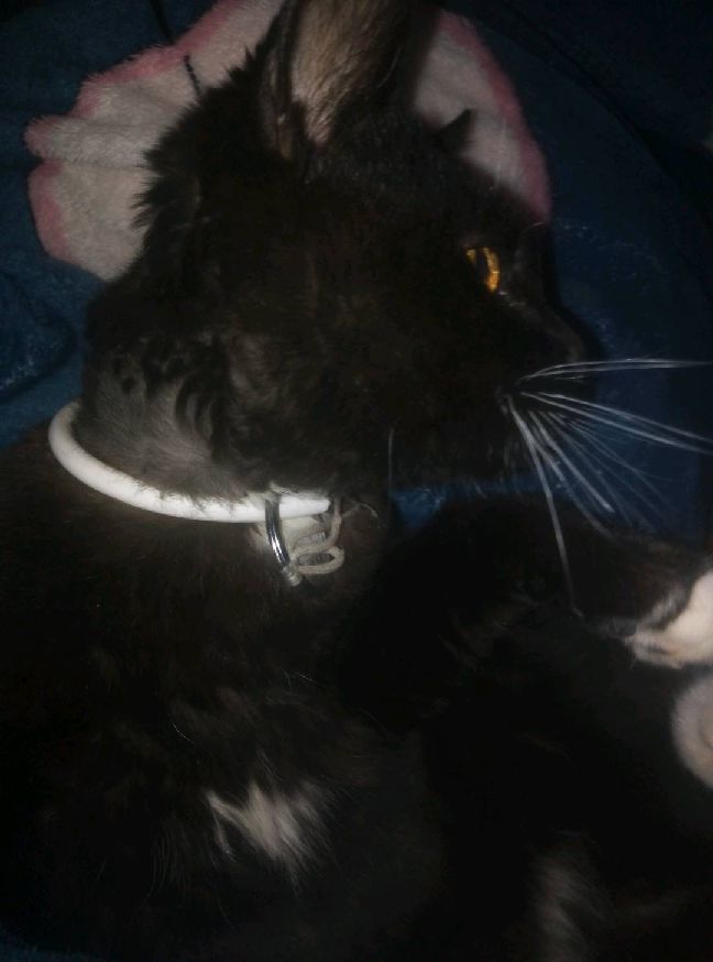 猫图片|宠物猫|猫咪|