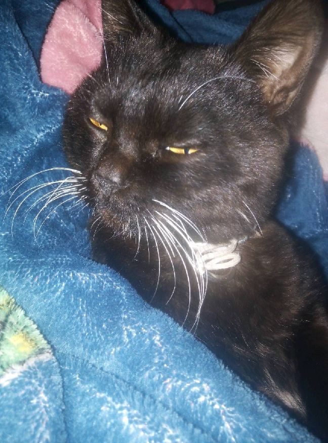 猫图片|宠物猫|猫咪|