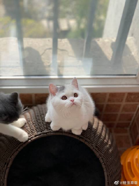 猫图片|宠物猫|猫咪|