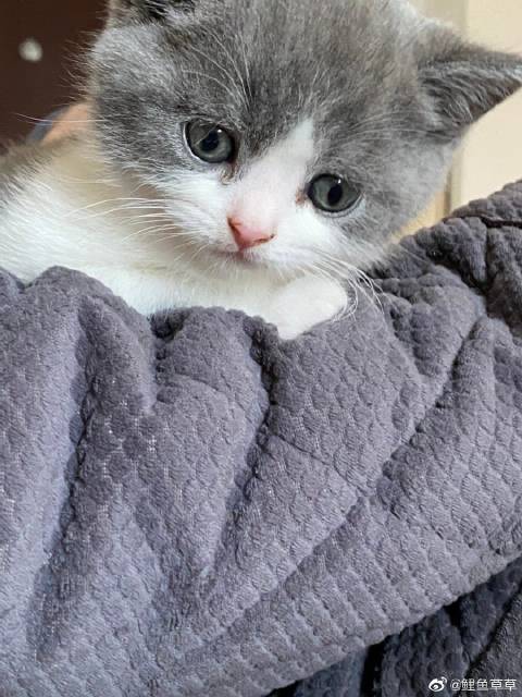 猫图片|宠物猫|猫咪|