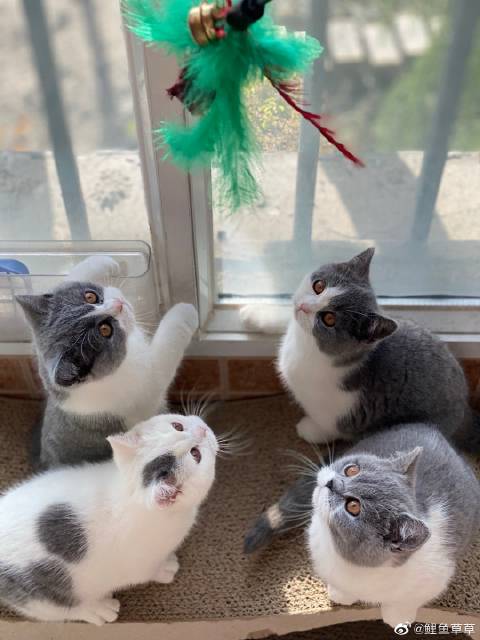 猫图片|宠物猫|猫咪|