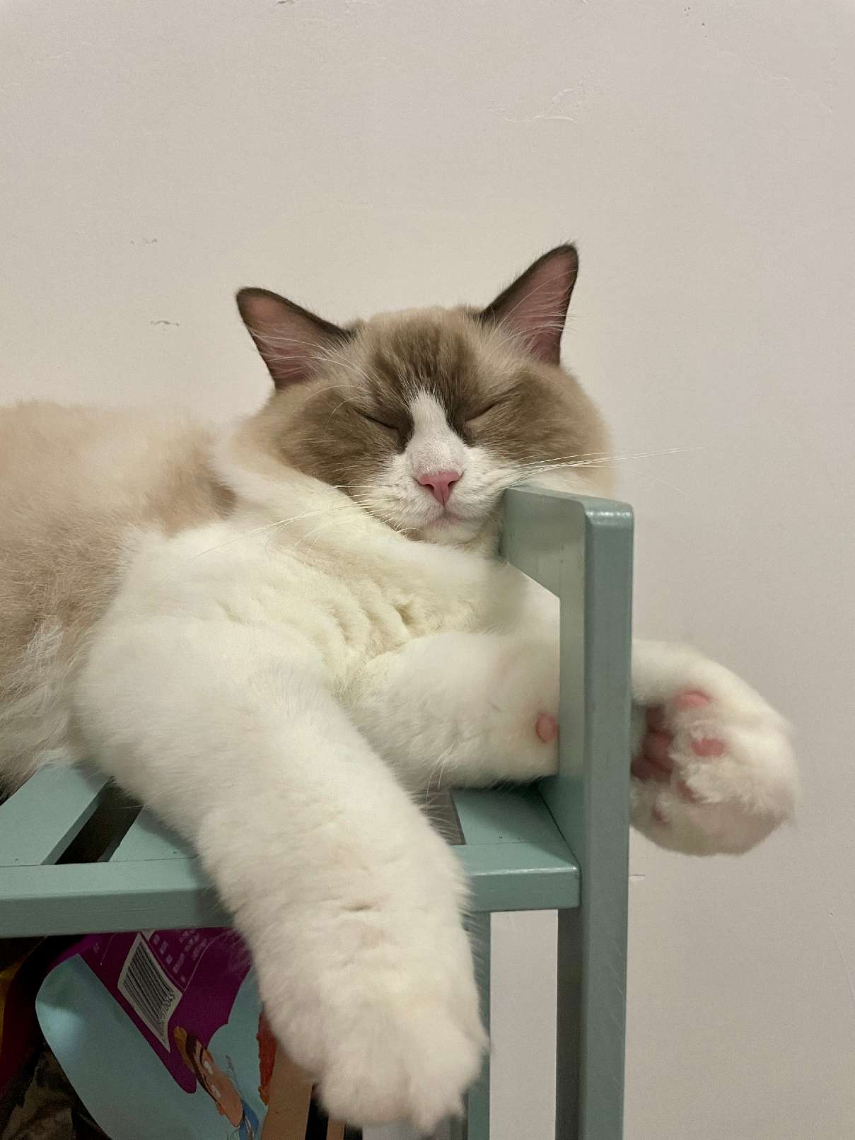 猫图片|宠物猫|猫咪|