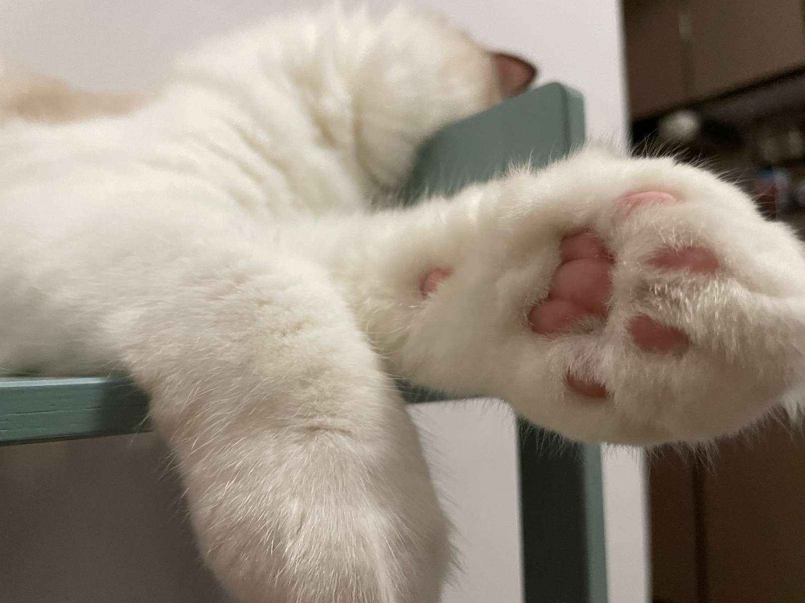 猫图片|宠物猫|猫咪|