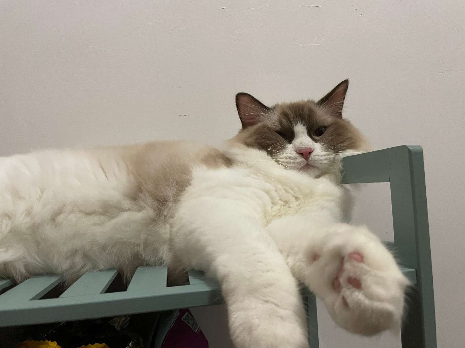 猫图片|宠物猫|猫咪|