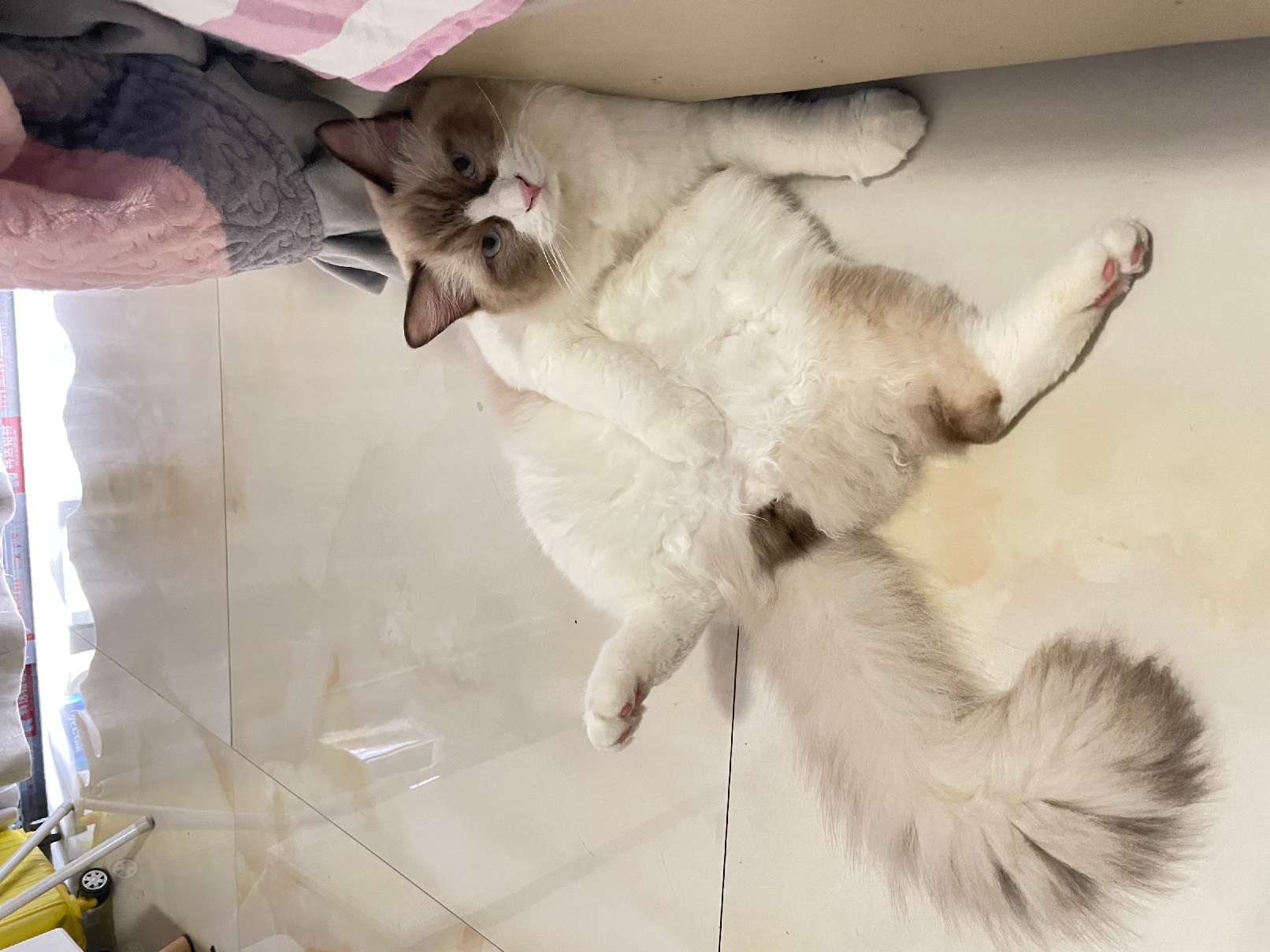 猫图片|宠物猫|猫咪|