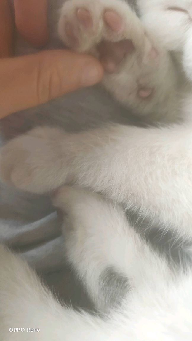 猫图片|宠物猫|猫咪|