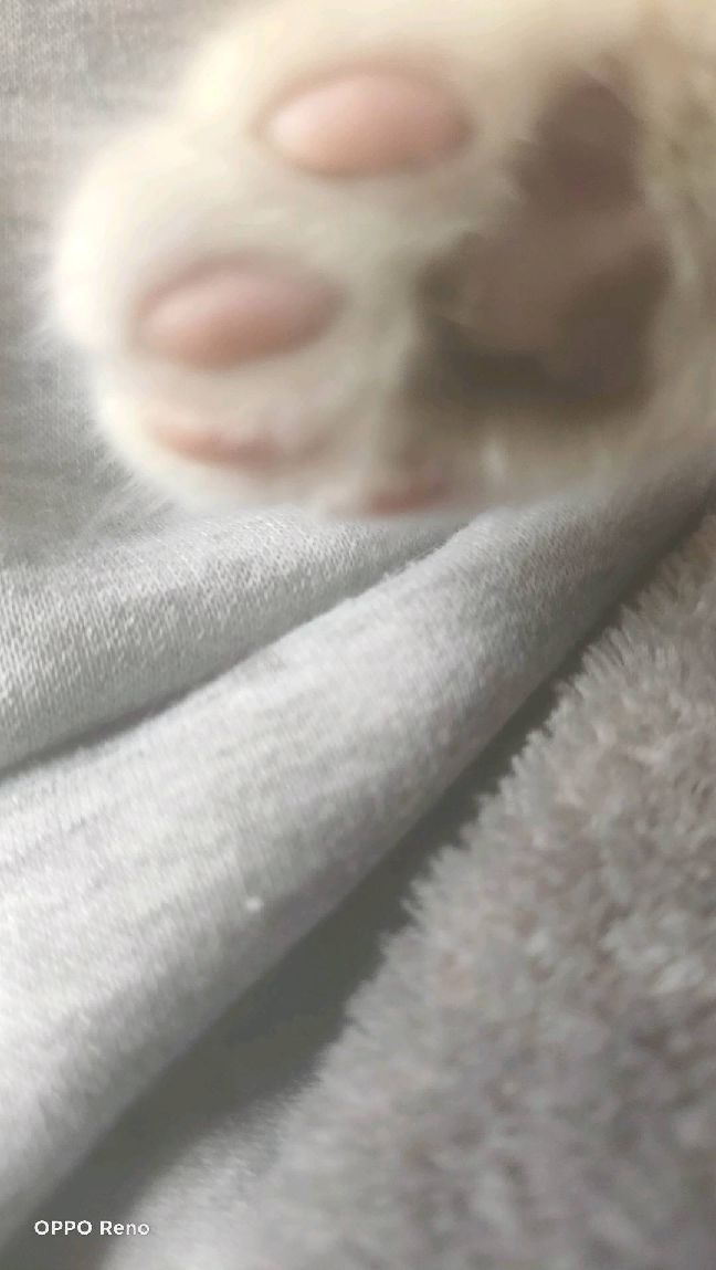 猫图片|宠物猫|猫咪|