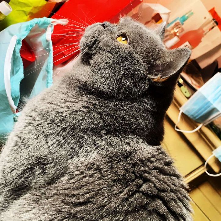 猫图片|宠物猫|猫咪|