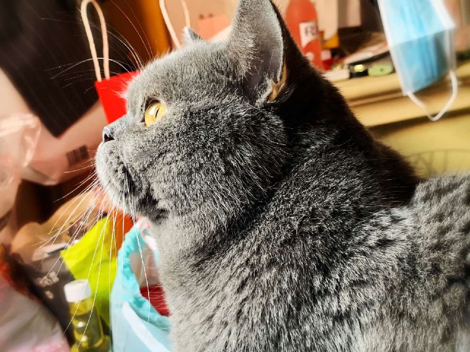 猫图片|宠物猫|猫咪|