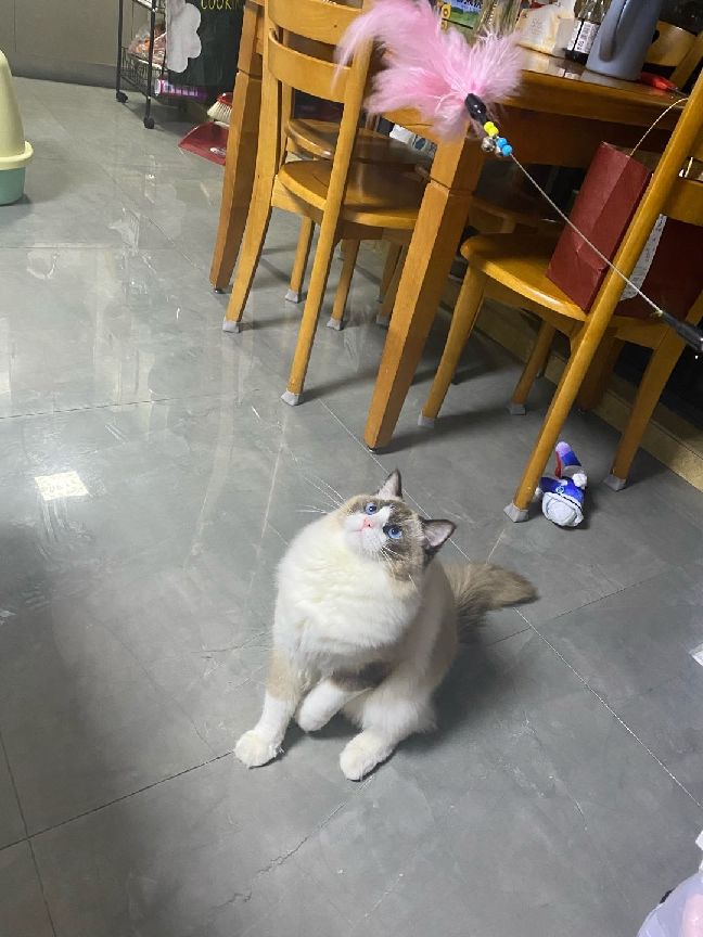 猫图片|宠物猫|猫咪|