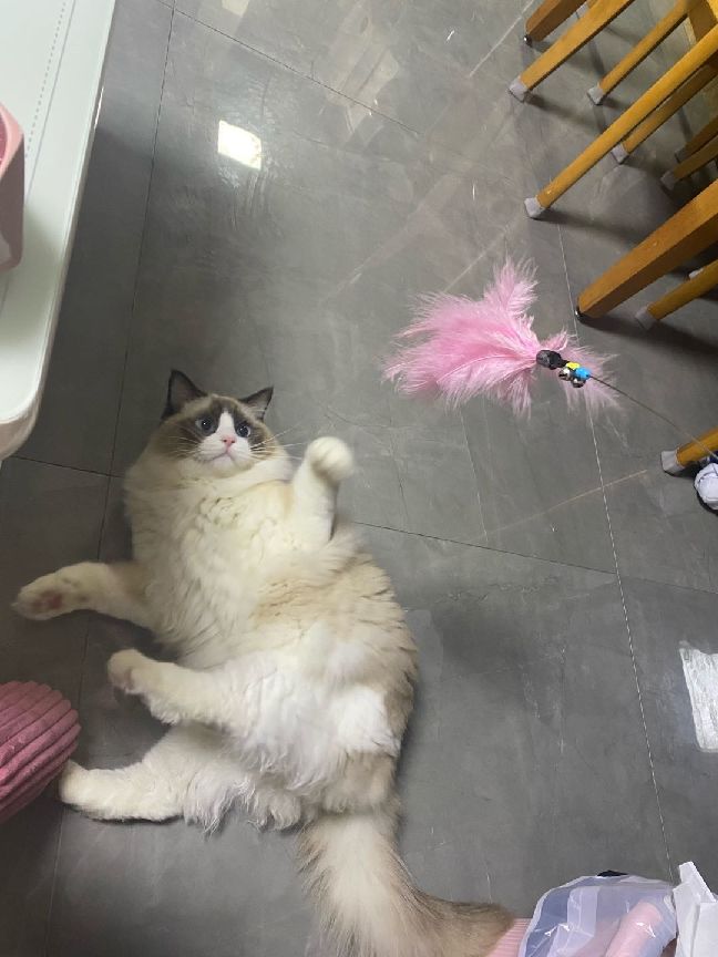 猫图片|宠物猫|猫咪|