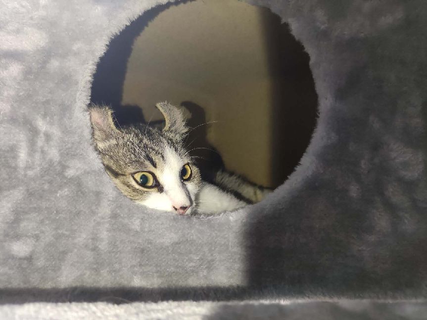 猫图片|宠物猫|猫咪|