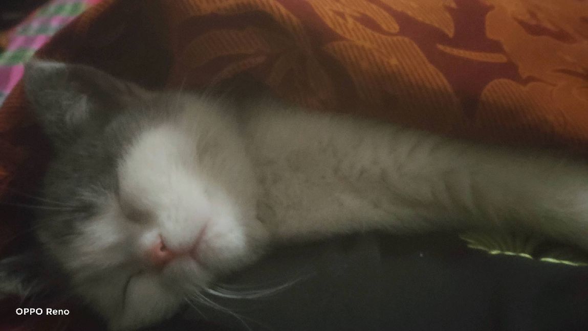 猫图片|宠物猫|猫咪|