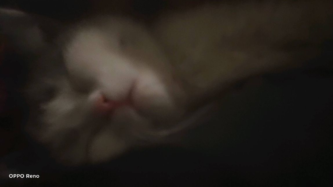 猫图片|宠物猫|猫咪|