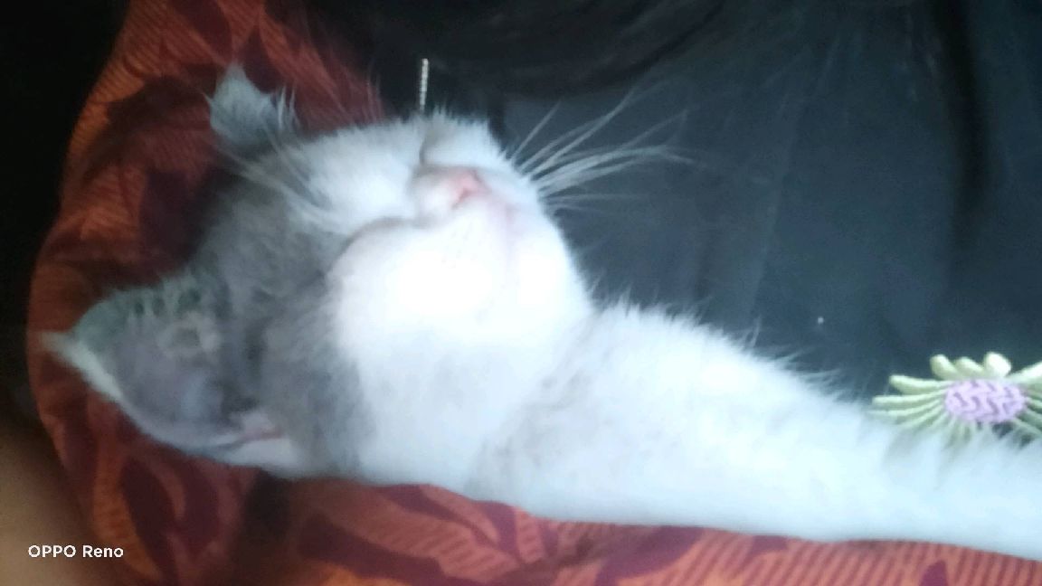 猫图片|宠物猫|猫咪|