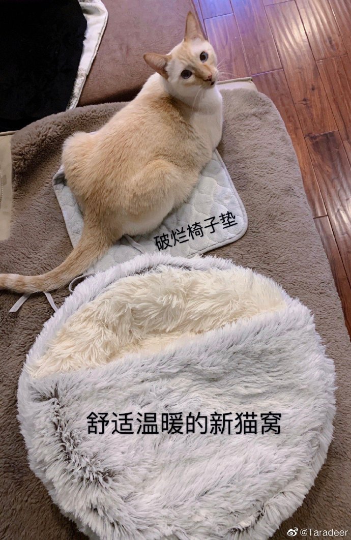 猫图片|宠物猫|猫咪|