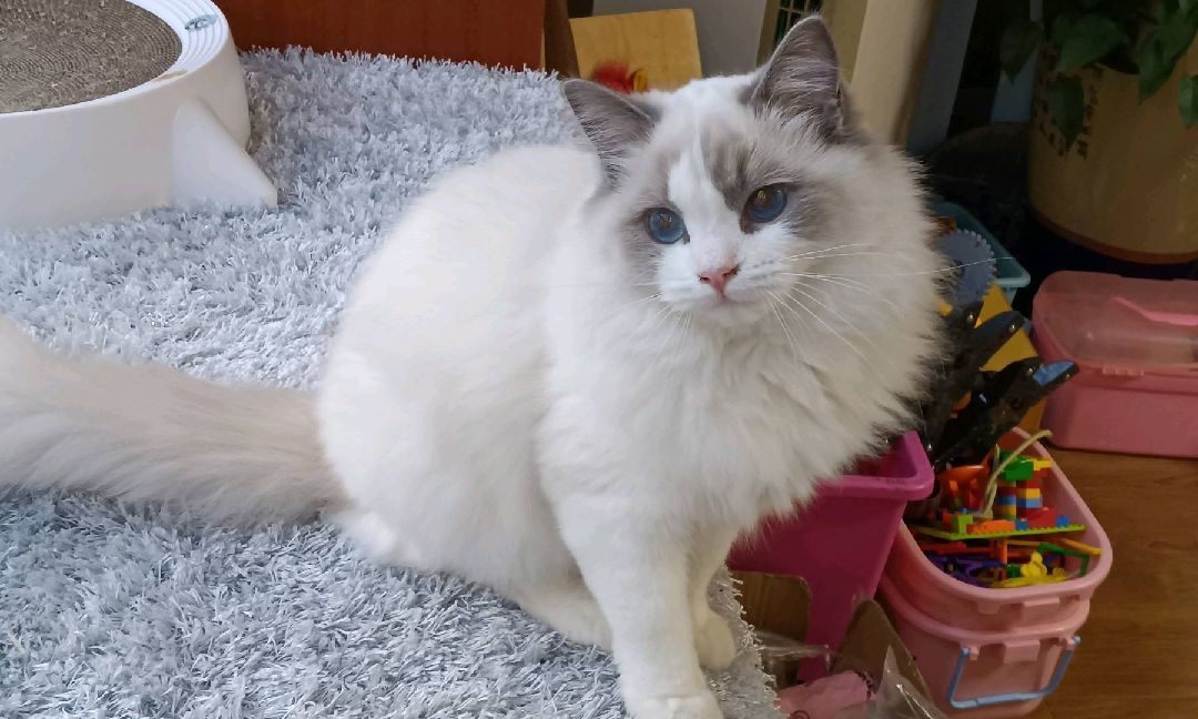 猫图片|宠物猫|猫咪|