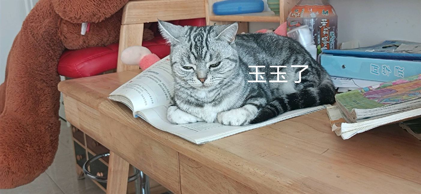 猫图片|宠物猫|猫咪|